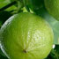 Bergamote