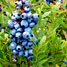 Bleuet