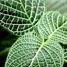 Chlorophylle