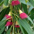 Eucalyptus
