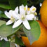 Fleur d'oranger