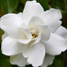 Gardenia