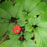 Ginseng