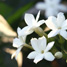 Jasmin