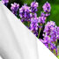 _Lait de chèvre / lavande