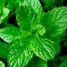 Menthe
