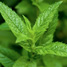 Menthe poivrée