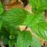 Menthe verte