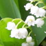 Muguet