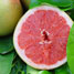 Pamplemousse