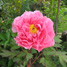 Pivoine