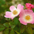Rose musquée
