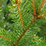 Sapin