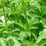 Verveine
